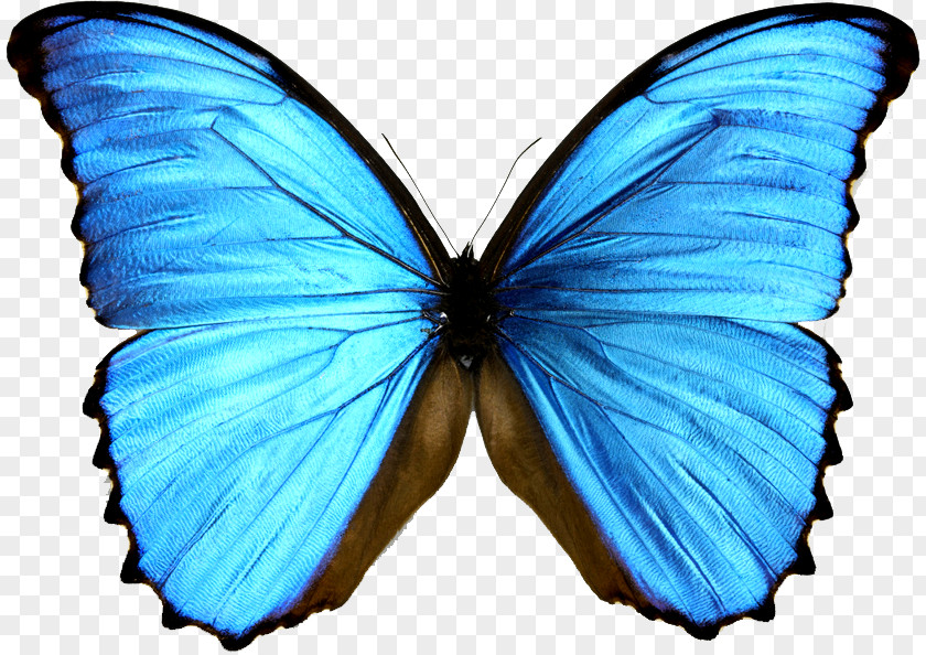 Blue Butterfly Monarch Morpho Menelaus Morphinae PNG