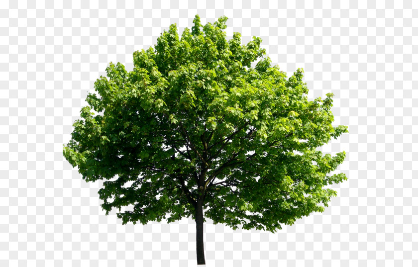 Brad Pitt Tree Banyan Ulmus Minor English Oak PNG