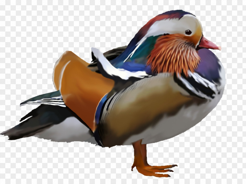 DUCK Mandarin Duck Water Bird Anatidae PNG