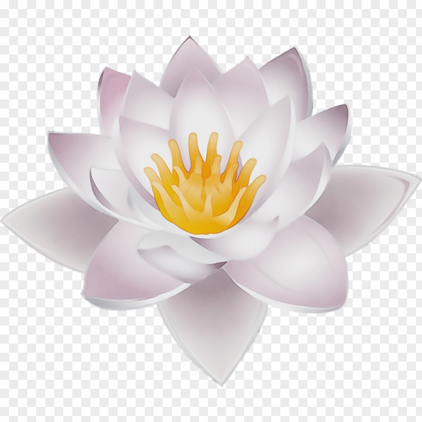 Flowering Plant Lotus PNG