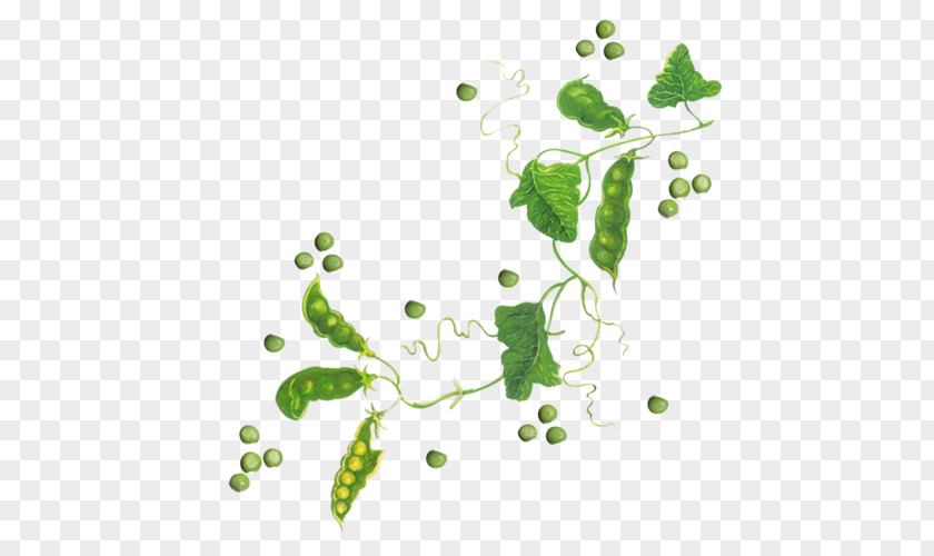 Grape Leaf Plant Stem PNG