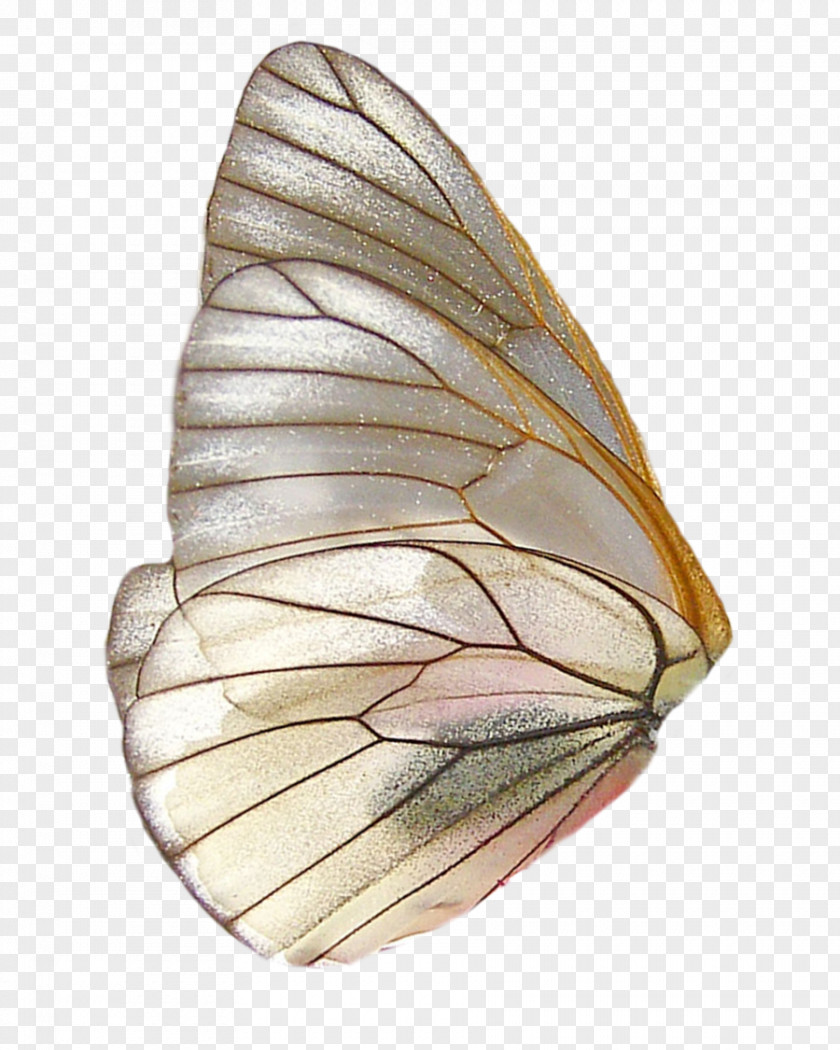 PARADİSE Butterfly Insect Wing PNG
