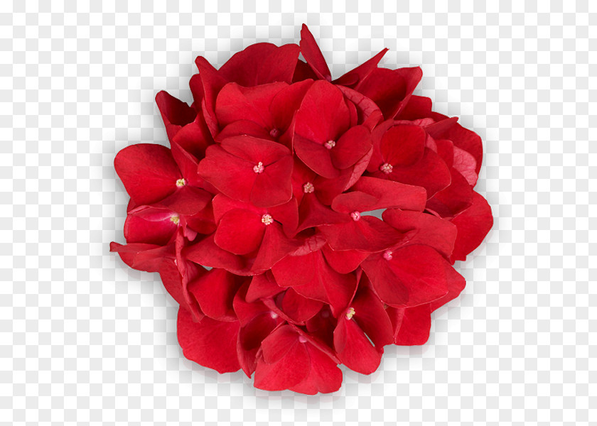 Rose Garden Roses Cut Flowers Petal PNG