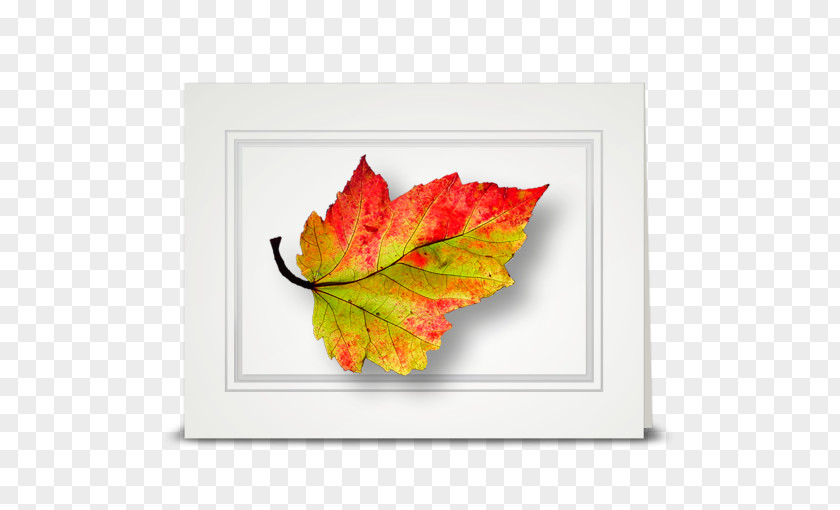 Sunflower Leaf Maple Cottage American Sweetgum Autumn PNG