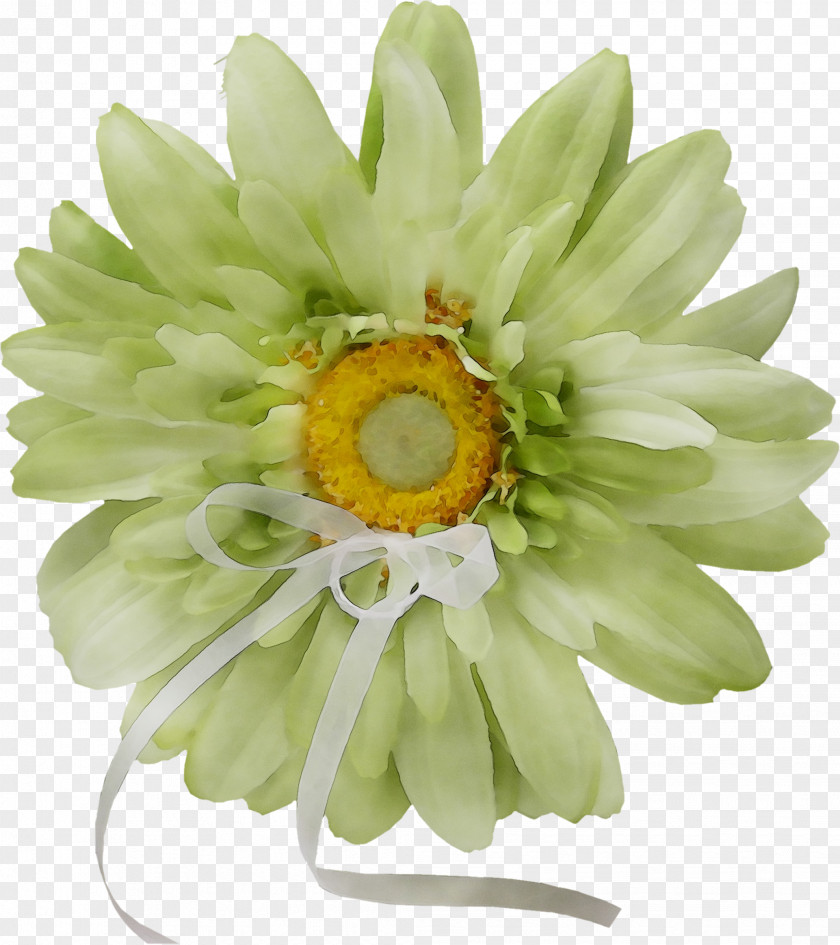 Transvaal Daisy Cut Flowers PNG