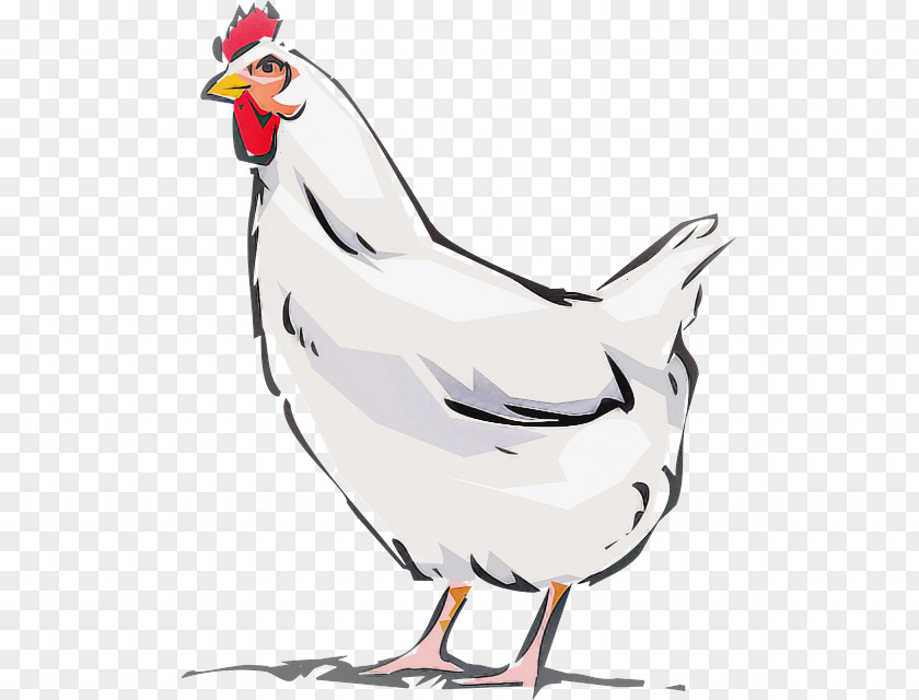 Bird Chicken Rooster Beak Cartoon PNG