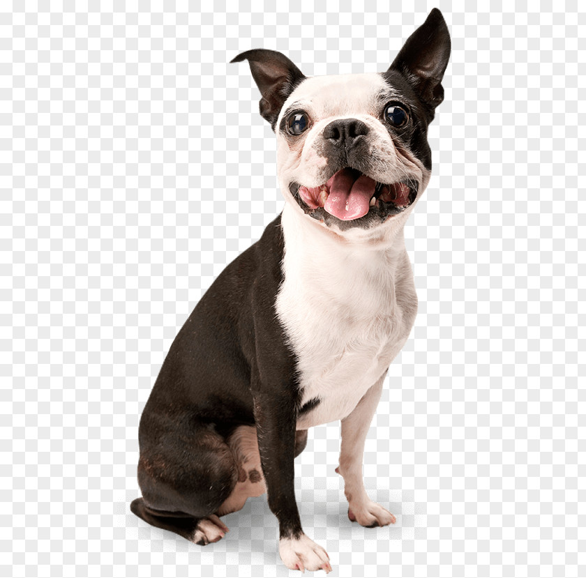 Dogs Dog Training Puppy Housebreaking Toilet PNG