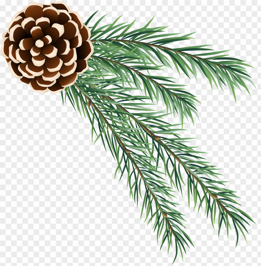 Fir Clip Art PNG