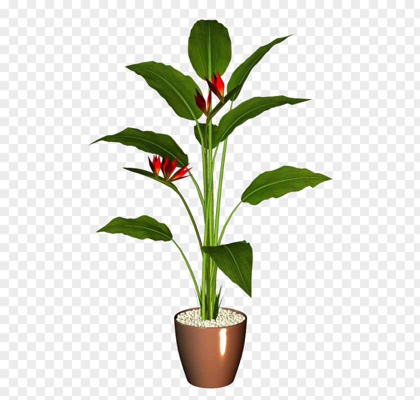 Flower Flowerpot Houseplant PNG