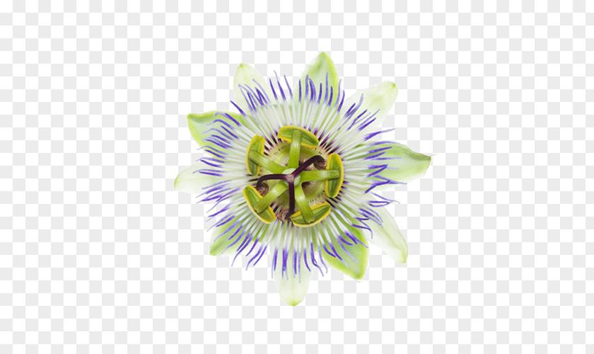 Flower Purple Passionflower Giant Granadilla Passion Fruit PNG