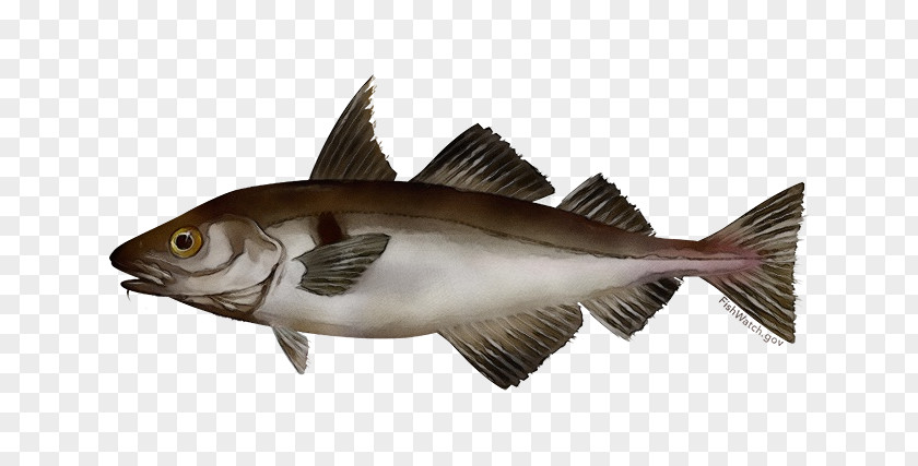 Rayfinned Fish Bass Fin Bony-fish PNG
