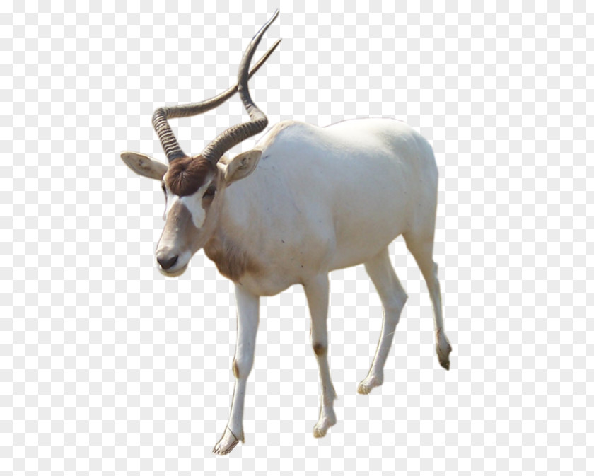 Reindeer Oryx Terrestrial Animal Cattle PNG