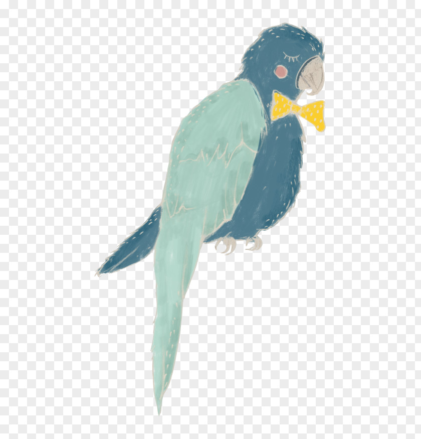 Tambourine Green Lovebird Macaw Parakeet Feather Fauna PNG