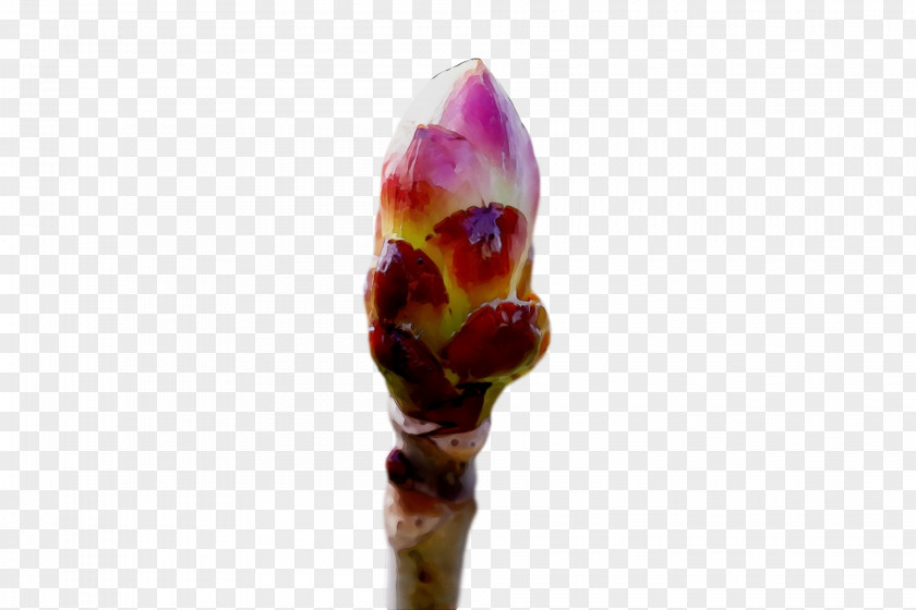 Bud Flower Plant Broomrape Stem PNG