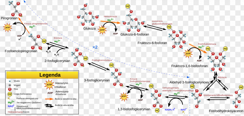 Cellular Respiration Glycolysis Citric Acid Cycle Gluconeogenesis PNG