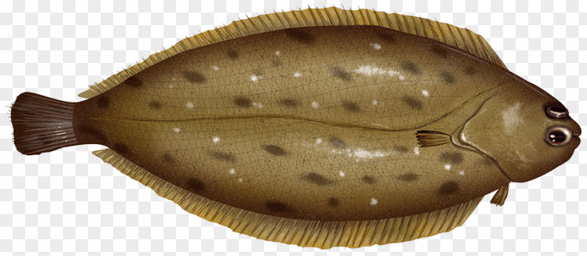 Flounder Rock Sole Flatfish Foot PNG