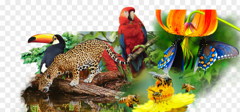 Roll Biodiversity Delict Criminal Law Genetically Modified Organism Natural Environment PNG