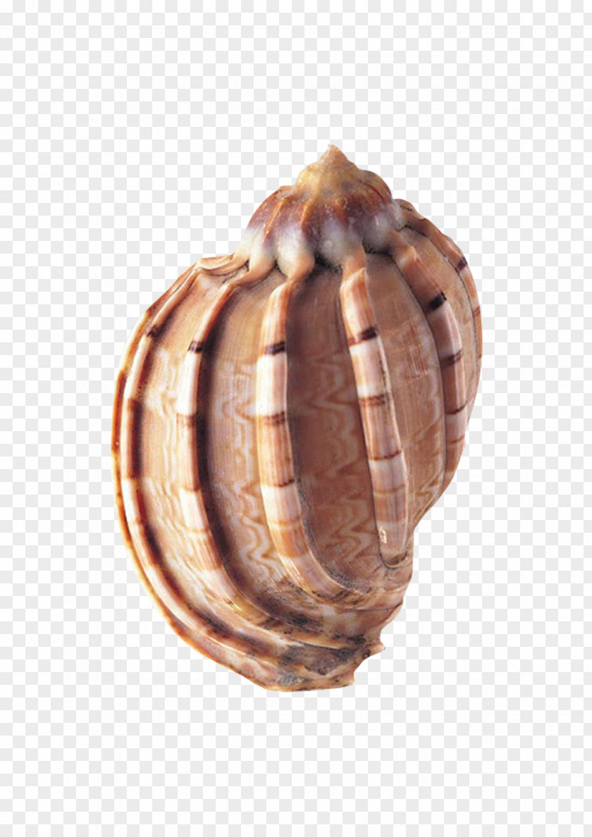 Seafood Lambis Seashell Conch Ocean Mollusc Shell PNG