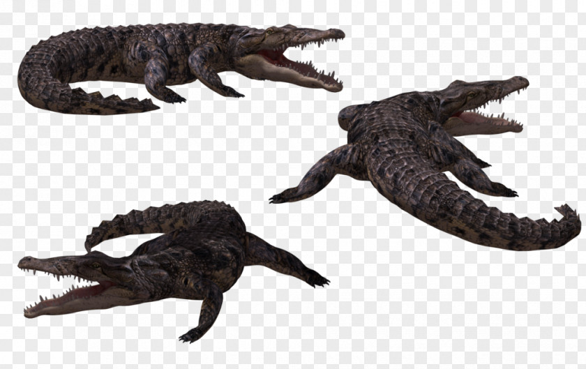 Alligator Crocodiles PNG