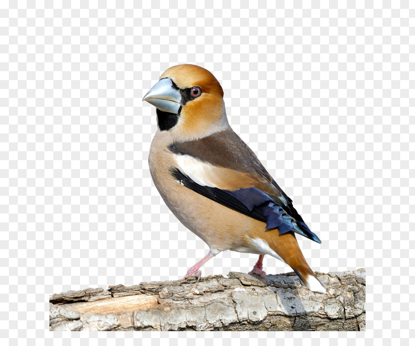 Bird Finches Hawfinch House Sparrow Beak PNG