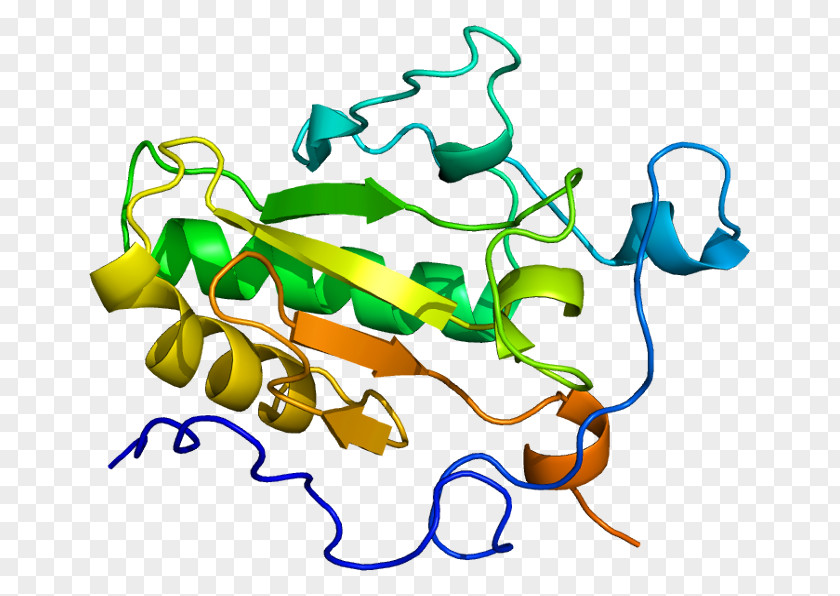 Hedgehog Indian Signaling Pathway Sonic Protein PNG