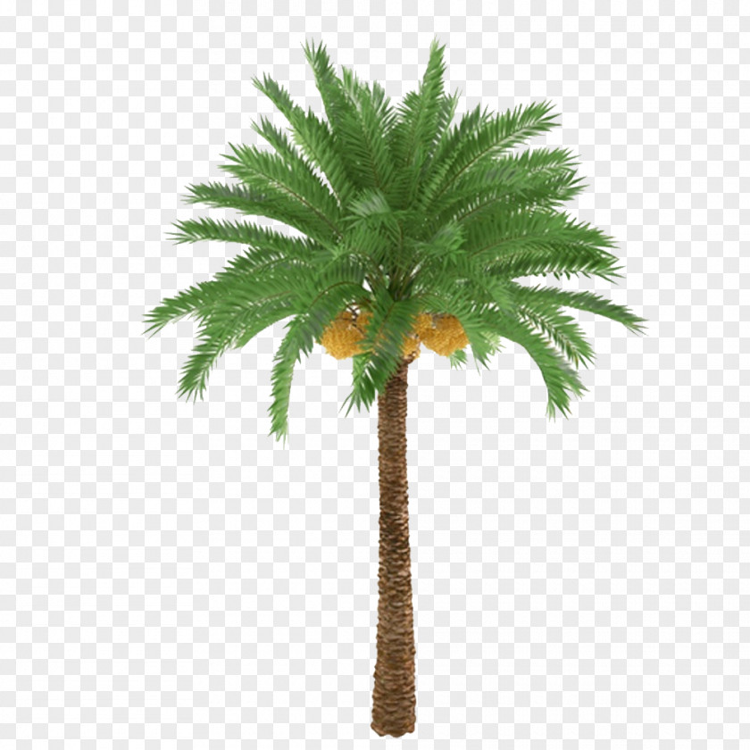 Palm Trees And Subtropical Plants African Oil Arecaceae Tree Trunk Plant PNG