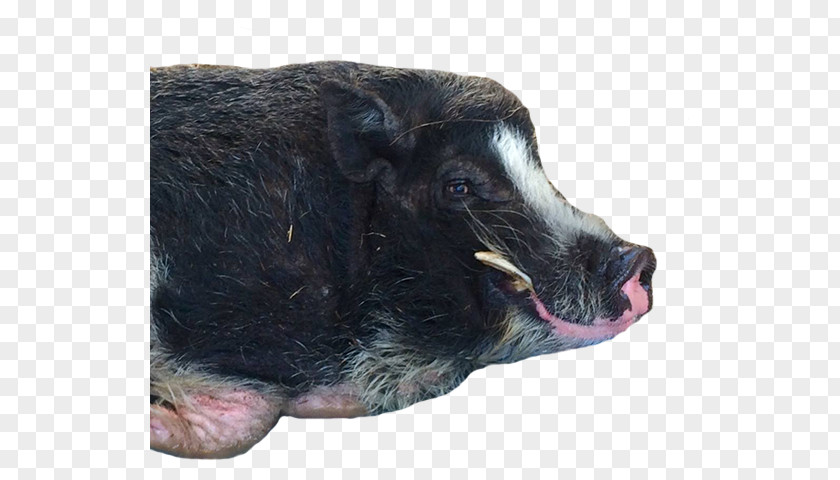 Pot Bellied Pig Wild Boar Fur Snout PNG