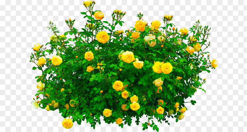 Rose Shrub Garden Roses Flower PNG