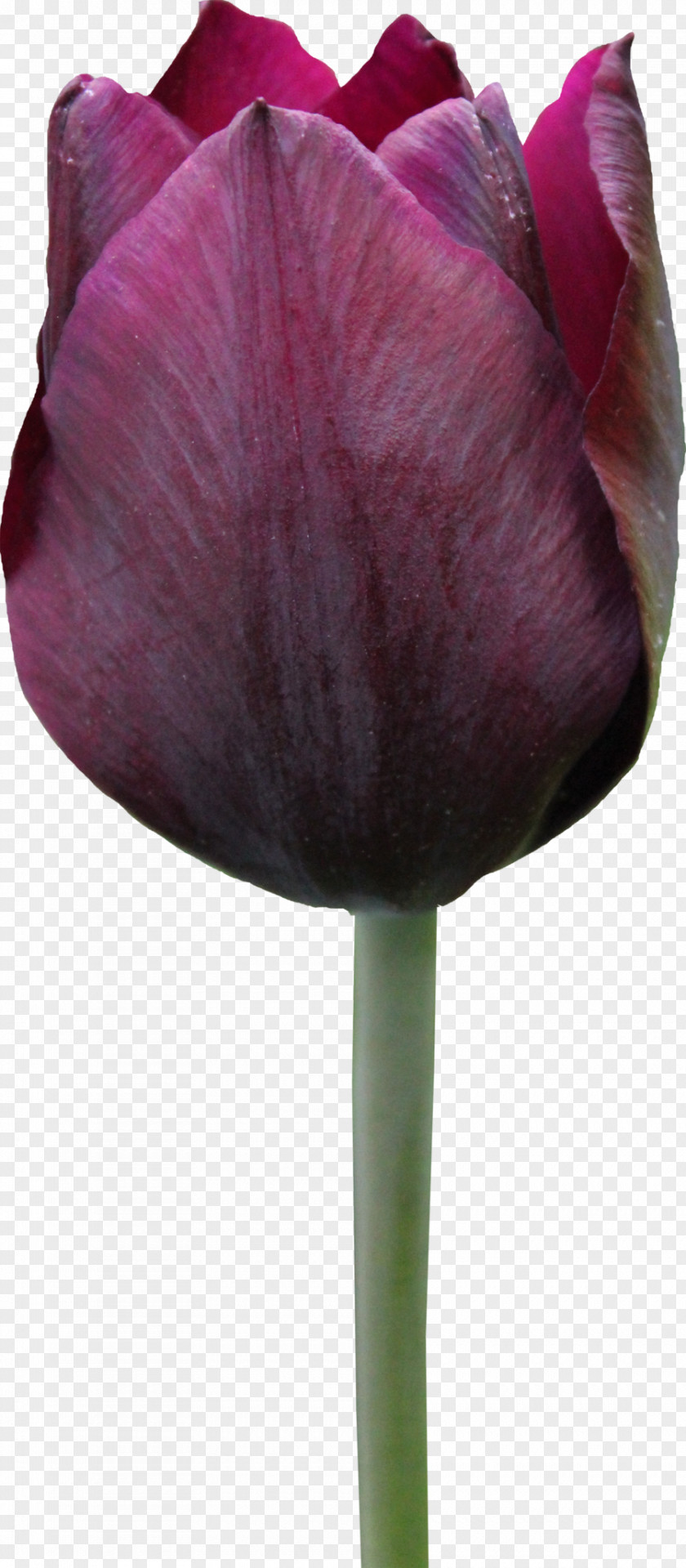 Tulip Image Flower Rose PNG