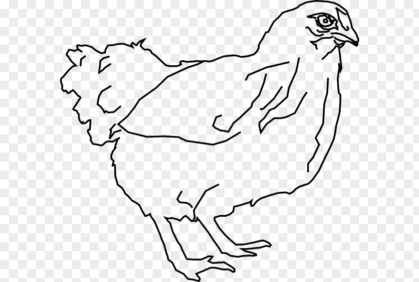 Chicken Drawing Line Art Hen Clip PNG