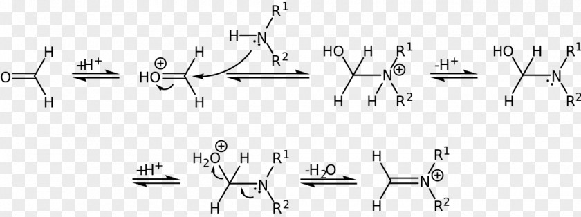 Dehydration Reaction Mannich Mechanism Amine Imine PNG