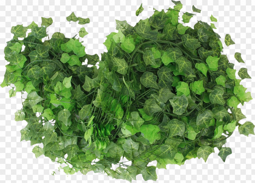 Paisa Common Ivy Leaf Artificial Flower Cutting PNG