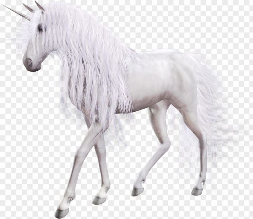 Unicorn The Black Horse Pegasus PNG