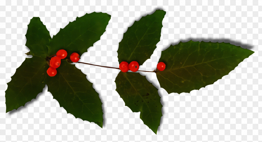 Christmas Holly Ilex PNG