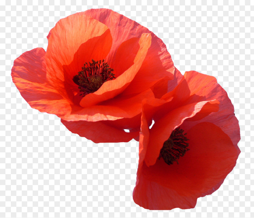 Common Poppy Favorite Flowers Clip Art PNG