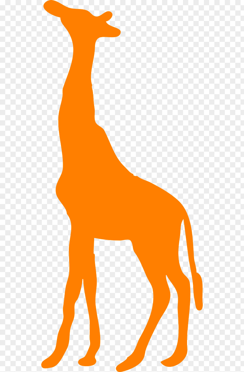 Giraffe No Okapi Decal Sticker West African Clip Art PNG