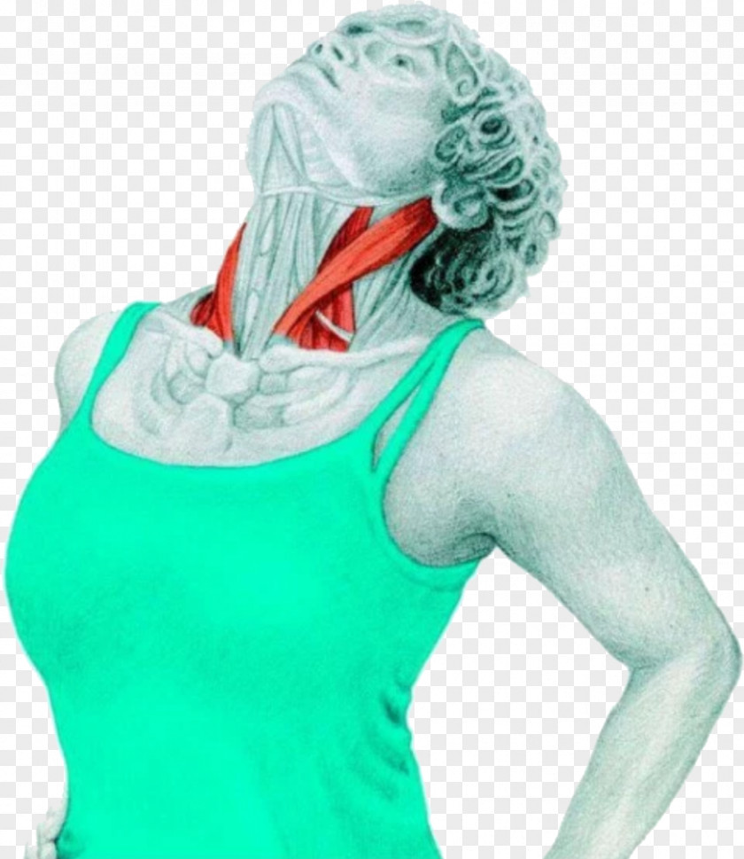 Neck Muscle Stretching Anatomy Sternocleidomastoid PNG