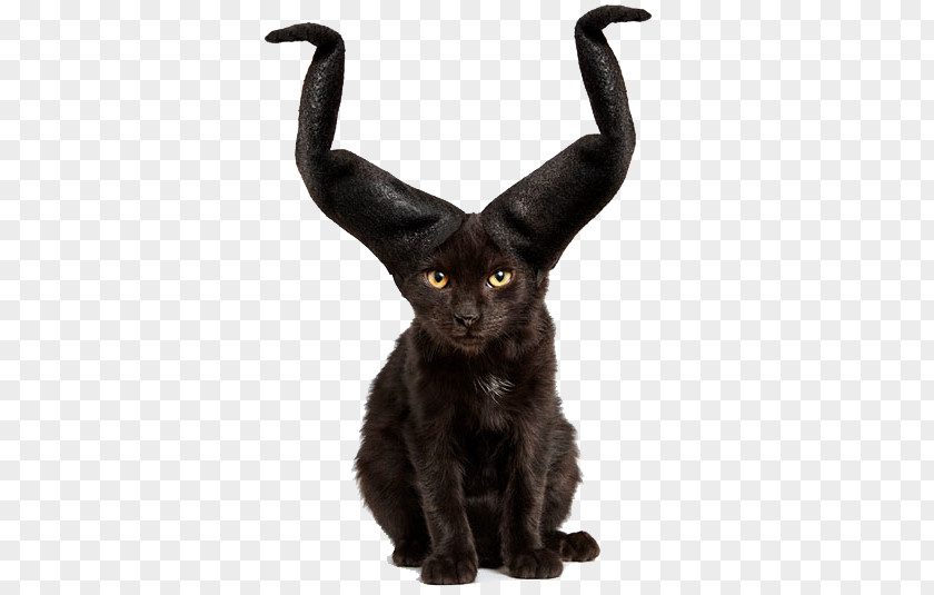 With Horns Cat Kitten Hat Animal Shelter Rescue Group PNG