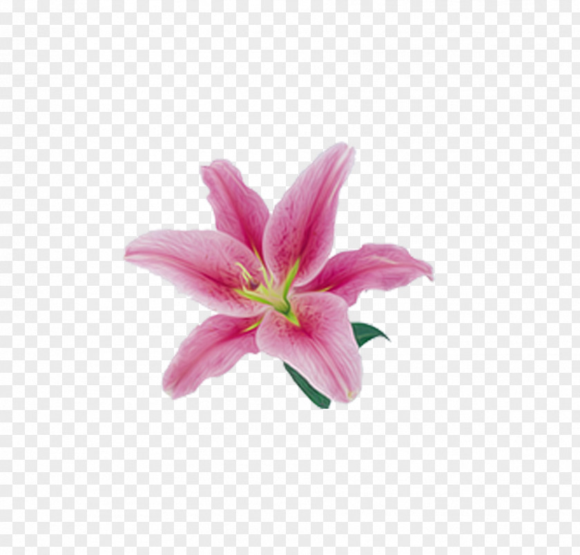 Beautiful Pink Lily Decorative Material Lilium Flower PNG