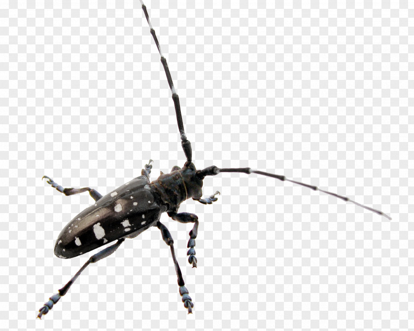 Beetle Longhorn Asian Long-horned Monochamus Scutellatus Coleoptera: Cerambycidae PNG