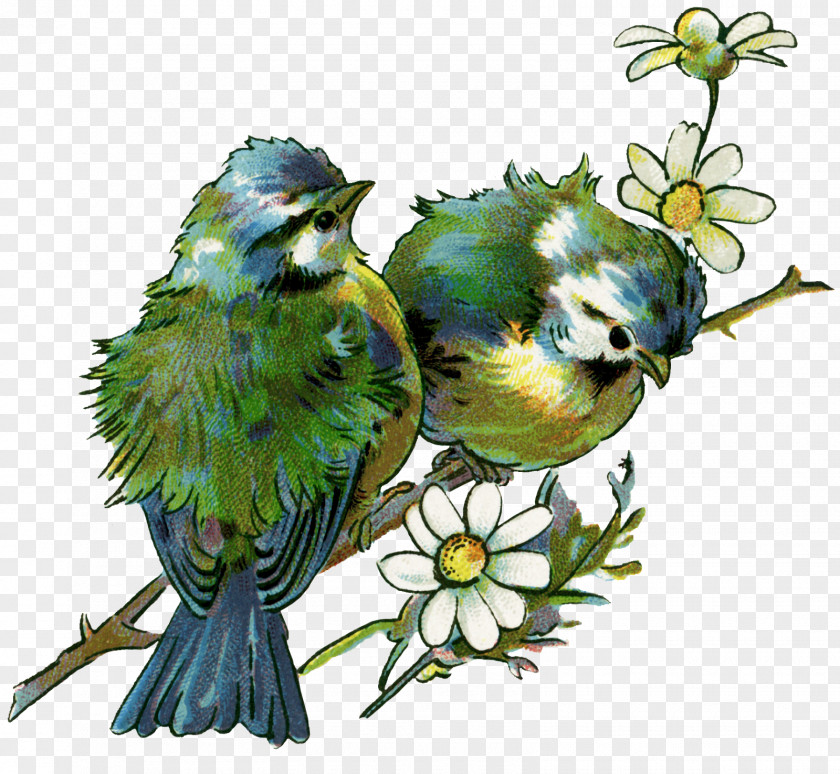 Bird Drawing Wall Decal Clip Art PNG