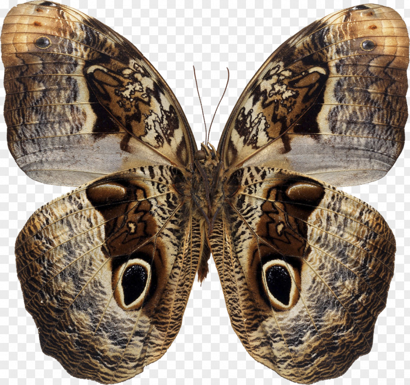 Butterfly Royalty-free Art PNG