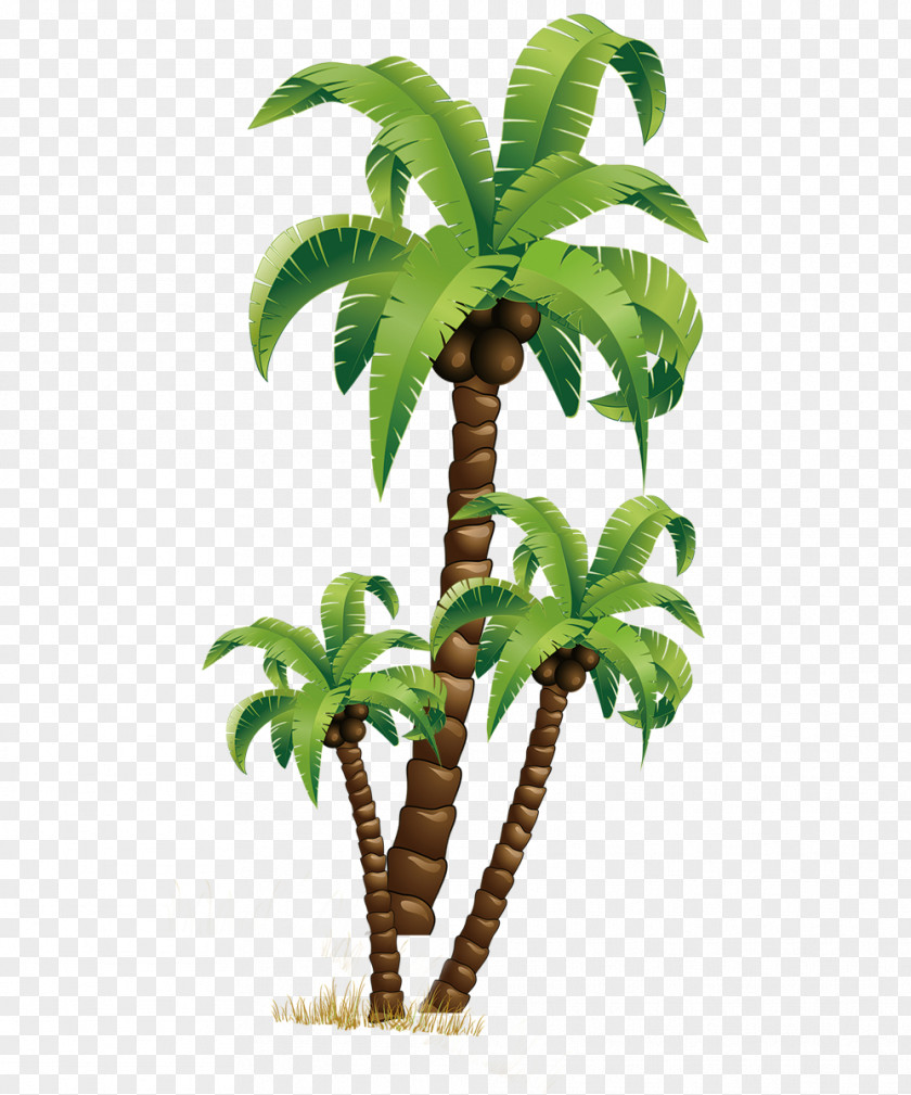 Coconut Tree Download PNG
