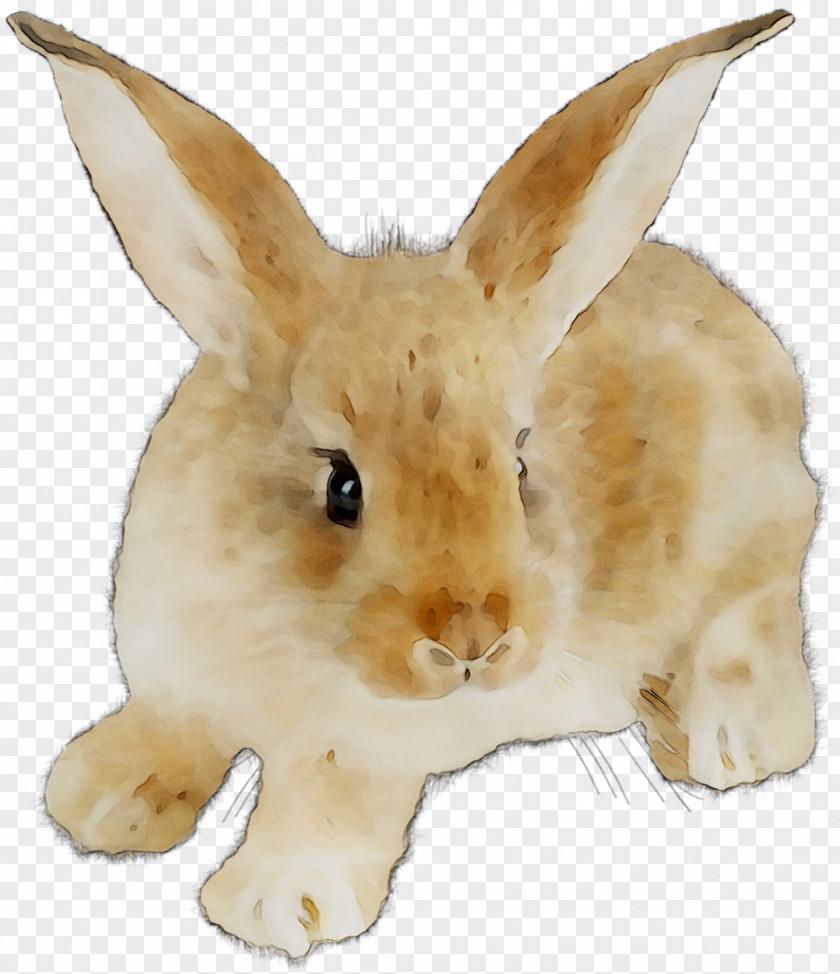 Domestic Rabbit Hare Fur Whiskers Fauna PNG