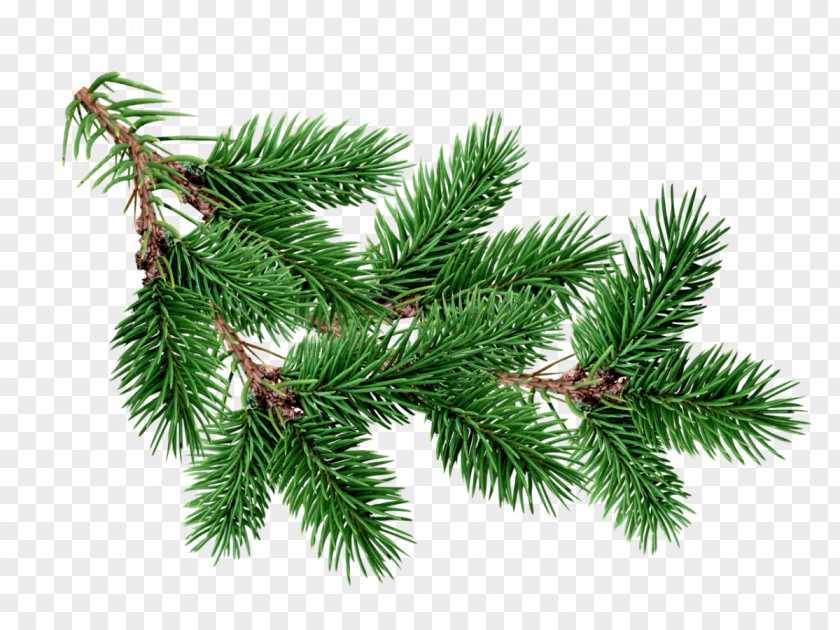 Fir-tree Blue Spruce Tree Fir Branch Pine PNG