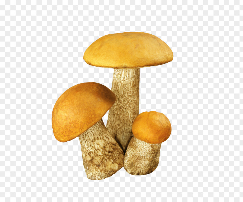 Mushroom Fungus Aspen Edible Brown Cap Boletus Clip Art PNG