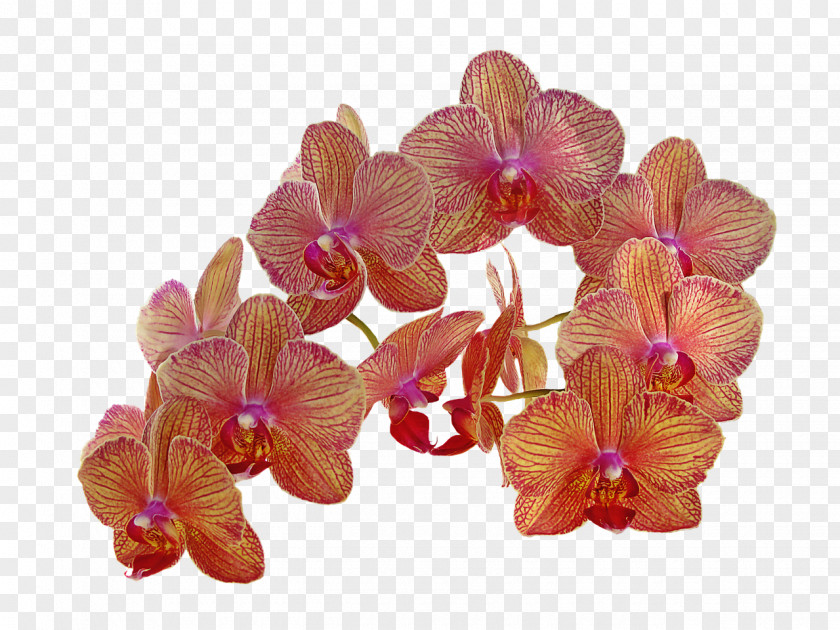 Orchid Flower Orchids Orange Bud PNG