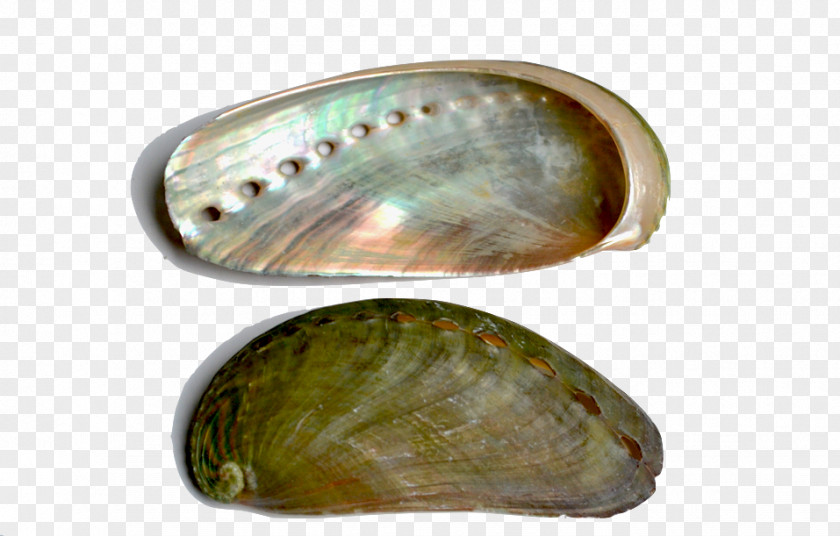 PEARL SHELL Mussel Clam Abalone Oyster Bivalvia PNG