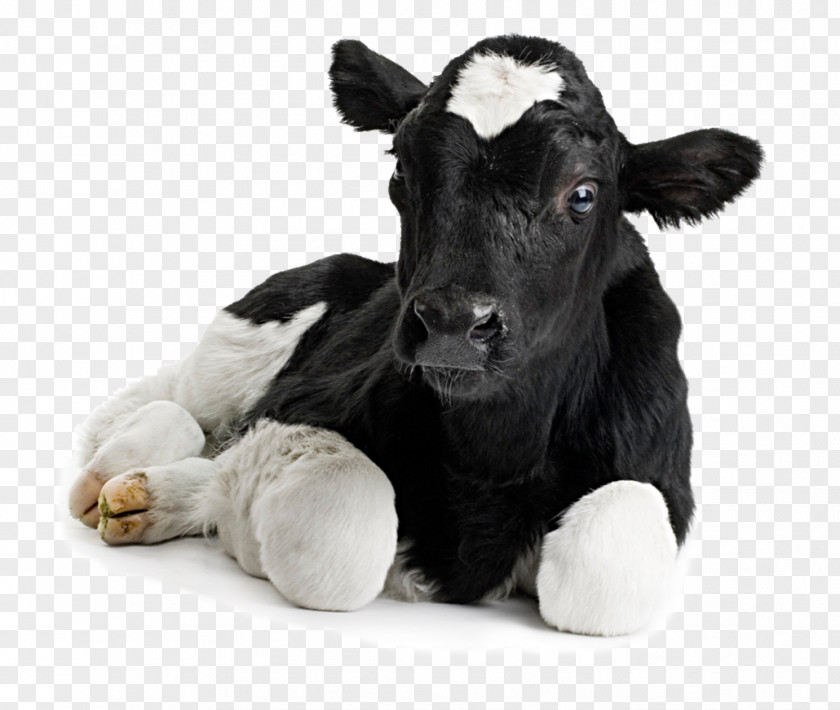 Absorb Flyer Calf Holstein Friesian Cattle Gyr Dairy Farm PNG