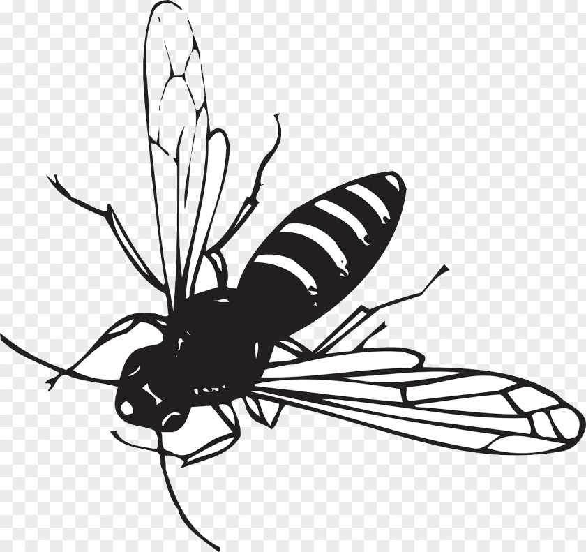 Bee Worker Insect Drawing Clip Art PNG